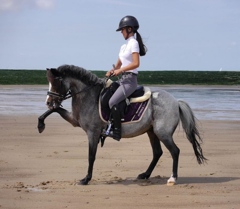 ShowRiders